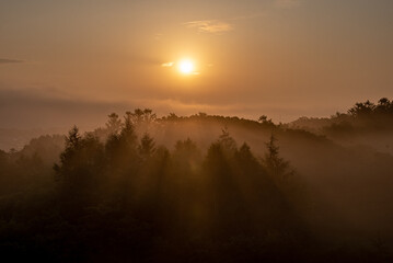 Golden Silence