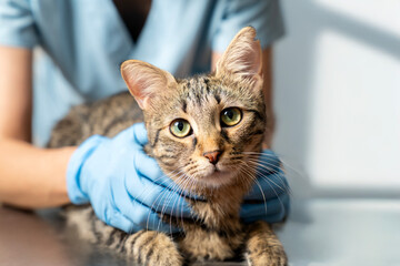 Veterinarian examining pet on table in veterinary clinic, Veterinary caring of a cute cat,...
