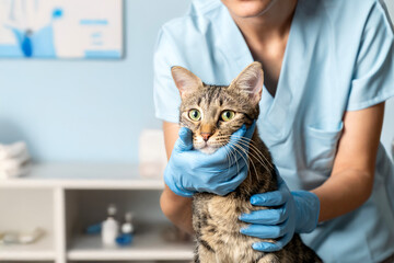 Veterinarian examining pet on table in veterinary clinic, Veterinary caring of a cute cat,...