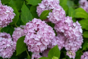 Soft pale pink hydrangea blooms in focus, surrounded by a dreamy blurred background of garden shrubs and flowers. Peaceful and delicate floral composition