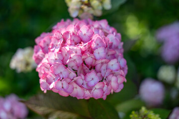 Round, dense hydrangea bloom made of small flowers with vivid pink edges and soft pale centers. Set...
