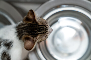 Thirsty kitten drinking fresh water from shiny metal bowl indoors, cute domestic cat hydrating in...