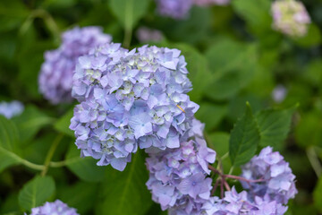 Macro shot of vibrant hydrangea flowers in blended pastel hues—soft pinks, purples, and sky...