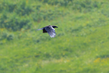 Northern Raven in the Italian Alps