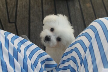 white poodle puppy