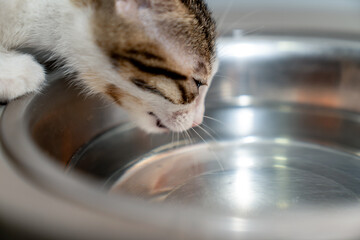 Thirsty kitten drinking fresh water from shiny metal bowl indoors, cute domestic cat hydrating in...
