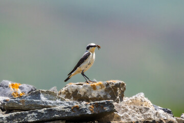 Northern Wheatear in the summer light