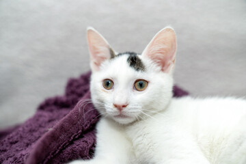 Adorable white kitten with heterochromia eyes lying on purple blanket, looking curious and relaxed....