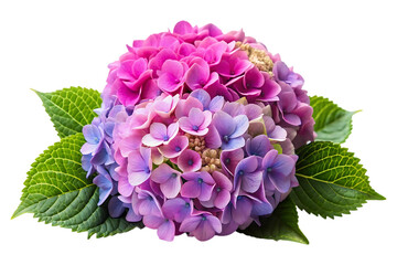 Beautiful Hydrangea Blossom Clip art. Clear Background