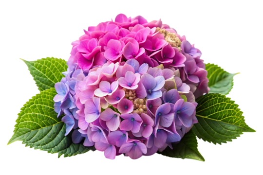 Beautiful Hydrangea Blossom Clip art. Clear Background