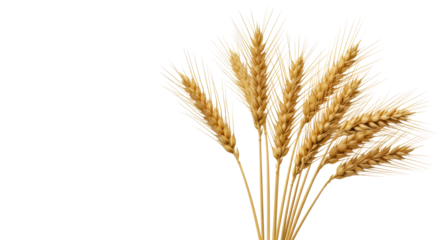 Golden, dried wheat stalks with ripened ears fanned in a graceful cluster on a transparent background with copy space, bright studio light, ultra-photorealistic UHD, concept of harvest and abundance