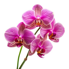 Fototapeta premium High-Quality Orchid Blossom Image Isolated for Design Use