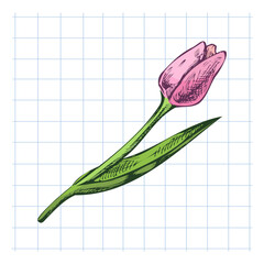Hand drawn vintage sketch of single pink tulip flower with green leaves on squared paper background in color