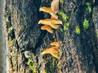 Wild Orange Mushrooms Growing on Dark Tree Bark with Green Moss