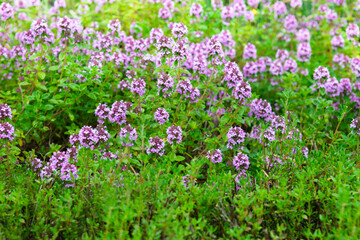 Flowering thyme in garden, in summer time, herbs growing in nature, thyme plant floral background,...