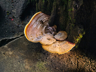 Large bracket fungus mushroom growing on old tree trunk in forest