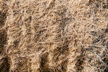 Dry needles of a coniferous tree. Backgrounds and texture