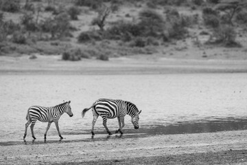 Zebras in the Serengeti National Park, Tanzania
