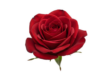 Single Red Rose with Dew Drops