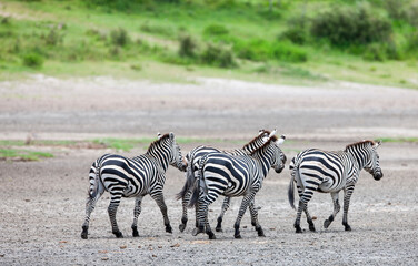 Zebras in the Serengeti National Park, Tanzania