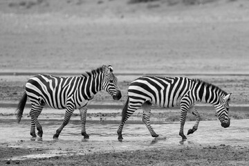Zebras in the Serengeti National Park, Tanzania