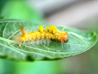 Close up of caterpillar in the leaves,cocoa tussock moth larvae (Orgyia postica)