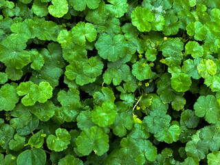 Natural aesthetic background of green leaves