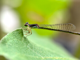 Close up of damselfly genus (Ischnura senegalensis)