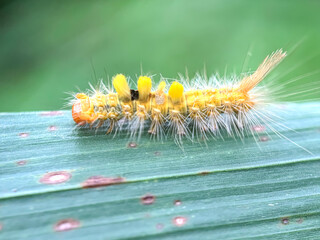 Close up of caterpillar in the leaves,coco tussock moth larvae (Orgyia postica)