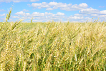 Obraz premium Wheat Field Under a Blue Sky with Clouds wallpaper banner