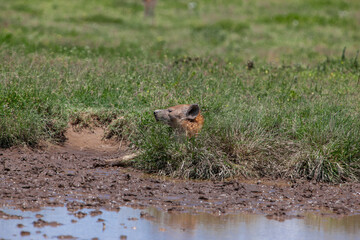 Spotted Hyena on the plains of the Serengeti National Park, Tanzania, Africa