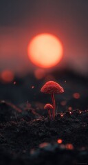 Two small, reddish mushrooms emerge from dark soil, bathed in a fiery sunset