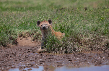 Spotted Hyena on the plains of the Serengeti National Park, Tanzania, Africa