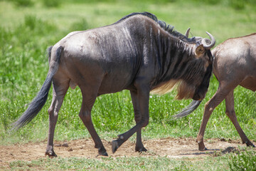Wildebeest in the Serengeti National Park, Tanzania