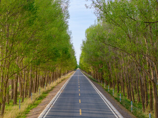 road in the forest