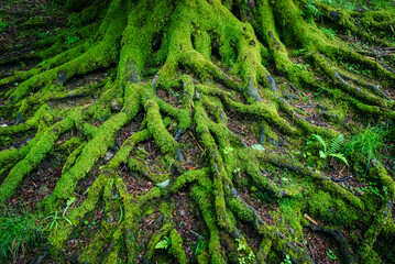 An intricate web of exposed tree roots, covered in fresh green moss, creates a striking natural pattern on the forest floor. Horizontal