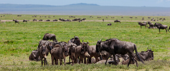 Wildebeests in the Serengeti National Park, Tanzania
