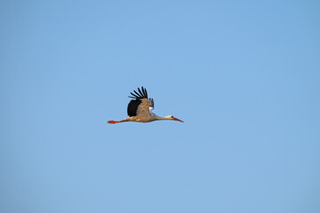 A white stork glides gracefully across the bright blue sky, enjoying its elegant flight and the freedom of the open air.