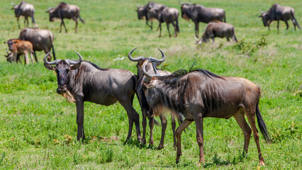 Wildebeests in the Serengeti National Park, Tanzania