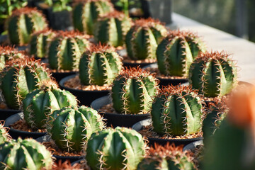 Fototapeta premium Tropical Flower cactus with blurred background and copy space.