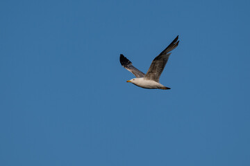 A seagull spreads its wings and glides across the bright blue sky.