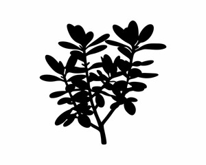 creative Silhouette simple Jade Plant (Crassula ovata) Vector Illustration 