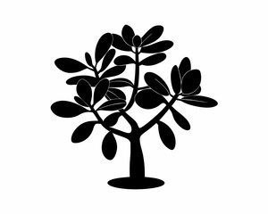 creative Silhouette simple Jade Plant (Crassula ovata) Vector Illustration 