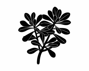 creative Silhouette simple Jade Plant (Crassula ovata) Vector Illustration 