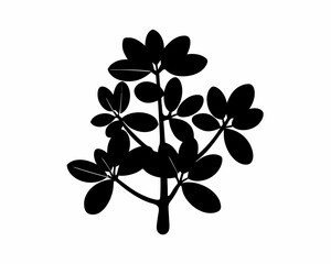 creative Silhouette simple Jade Plant (Crassula ovata) Vector Illustration 