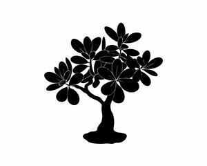 creative Silhouette simple Jade Plant (Crassula ovata) Vector Illustration 