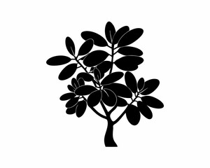 creative Silhouette simple Jade Plant (Crassula ovata) Vector Illustration 