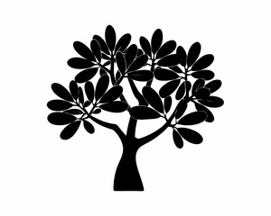 creative Silhouette simple Jade Plant (Crassula ovata) Vector Illustration 