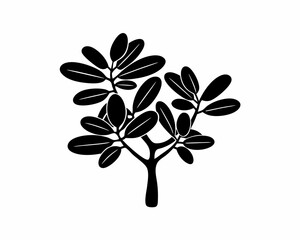 creative Silhouette simple Jade Plant (Crassula ovata) Vector Illustration 
