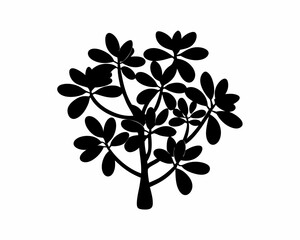 creative Silhouette simple Jade Plant (Crassula ovata) Vector Illustration 
